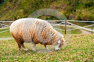 Sheep Eating Grass in Field
