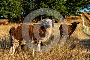 Sheep eating grass in a German field