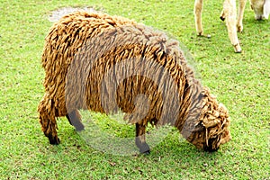 The sheep eating grass in the green meadow