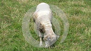A sheep eating grass on a ground