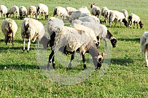 Sheep eating grass