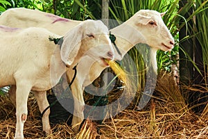 Sheep eating grass and hay
