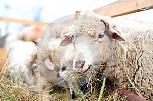 Sheep eating grass and hay in a rural farm