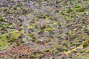 Sheep eating grass in the high mountains