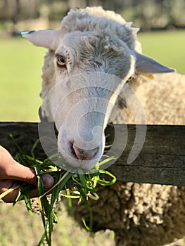 Sheep at pasture photo