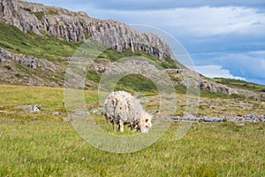 Sheep eating grass in the Icelandic countryside