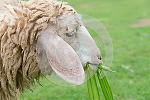 Sheep eating grass leaves in farm