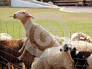 Sheep eating grass leaves on steel mesh fence of rural ranch farm