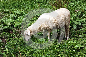 Sheep eating grass in meadow