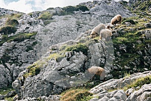 Sheep eating grass in the middle of the mountain