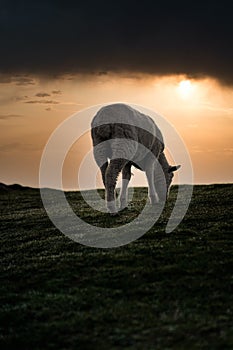 Sheep eating grass at misty cloudy sunrise. Vertical photography