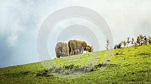 Sheep eating grass on mountain on a sunny day