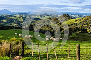 Sheep eating grass on the mountains