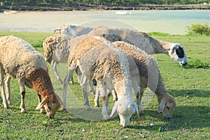 Sheep eating grass, Rodrigues Island