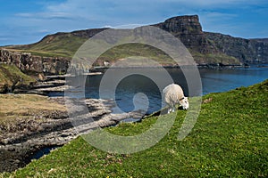 Sheep eating grass in the scottish