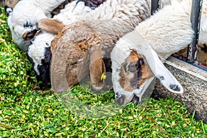 Sheep eating grass.