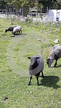 Sheep eating grass in the south of Sweden.