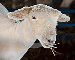 Sheep Eating Hay