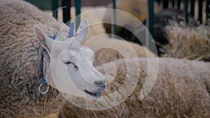 Sheep eating hay at animal exhibition, trade show - close up