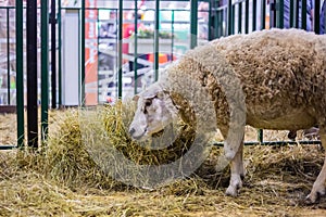 Sheep eating hay at animal exhibition, trade show - side view