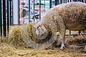 Sheep eating hay at animal exhibition, trade show - side view