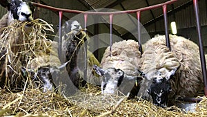 Sheep eating hay in a barn, United kingdom