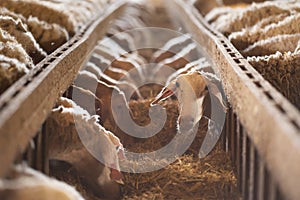 Sheep eating hay in shed. Domestic animals feeding at stable. Cattle feed concept. Livestock farm.