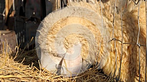 Sheep eating rice straw in farm