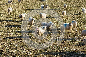 Sheep Eating Stubble Turnips