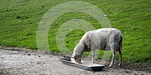 Sheep eating at trough