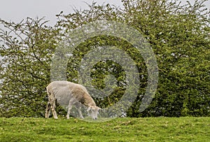 Sheep eats grass