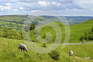 Sheep in Edale Derbyshire photo