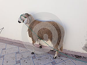 The sheep of Eid ,morocco photo