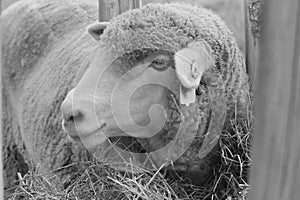 Sheep in Emmett, Idaho