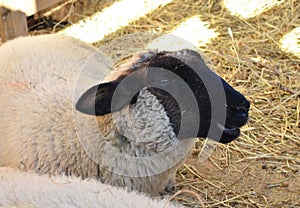 A sheep an enclosure eating hay on the farm. Australian Ram and sheeps. Concepts of Agriculture.