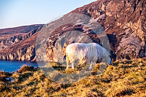 Sheep enjoying the sunset at the Slieve League cliffs in County Donegal, Ireland