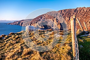 Sheep enjoying the sunset at the Slieve League cliffs in County Donegal, Ireland