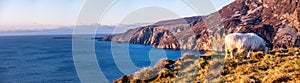 Sheep enjoying the sunset at the Slieve League cliffs in County Donegal, Ireland