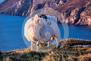 Sheep enjoying the sunset at the Slieve League cliffs in County Donegal, Ireland