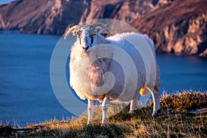 Sheep enjoying the sunset at the Slieve League cliffs in County Donegal, Ireland