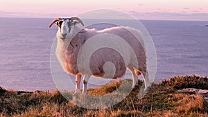 Sheep enjoying the sunset at the Slieve League cliffs in County Donegal, Ireland