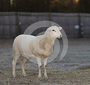 Sheep ewe with frost on its back 