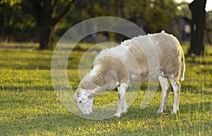 Sheep ewe grazing on early spring grass