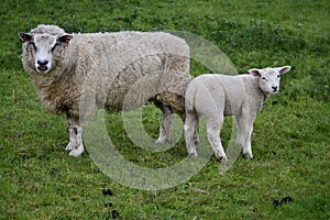Sheep Ewe With Her Spring Lamb In Wiltshire