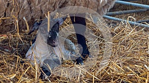 Sheep ewe licks her lamb after giving birth