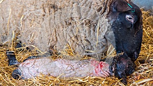 Sheep ewe licks her lamb after giving birth