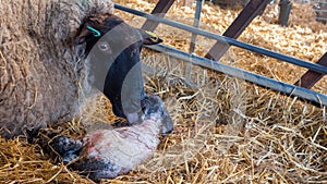 Sheep ewe licks her lamb after giving birth