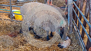 Sheep ewe licks her lamb after giving birth