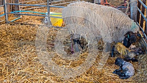 Sheep ewe licks her lamb after giving birth