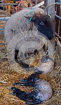 Sheep ewe licks her lamb after giving birth